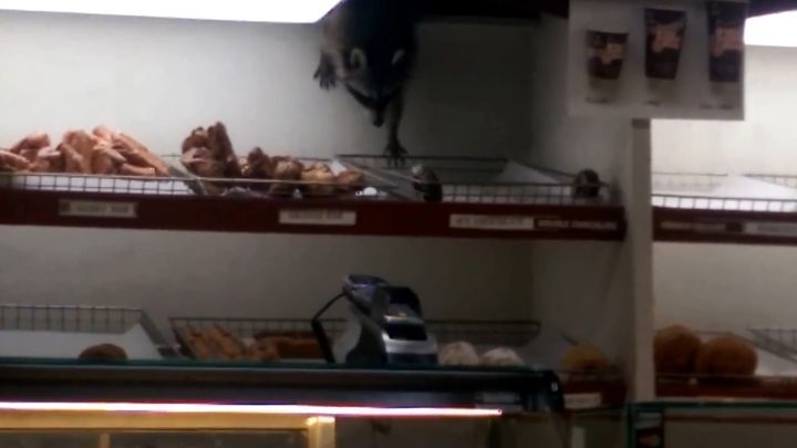 Пушистый грабитель проник в помещение через отверстие в потолке и украл пончик