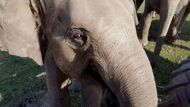 То, как эти слоны относятся к своему любимому волонтеру — невероятно! 