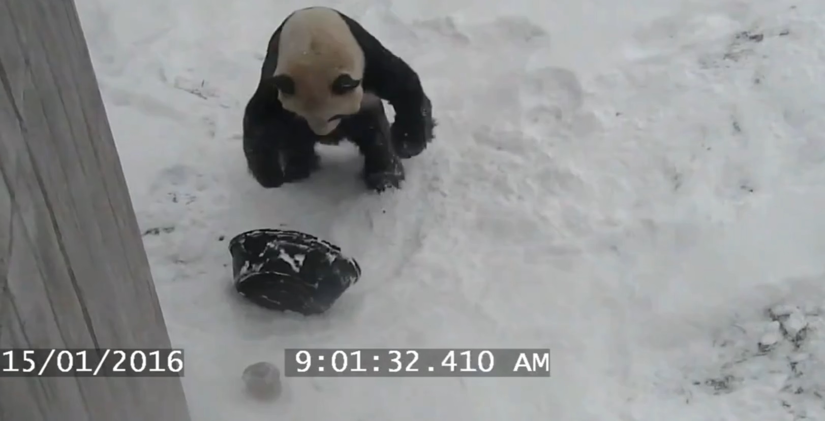 Неуклюжая панда устроила "снежную битву" со своей пустой миской 