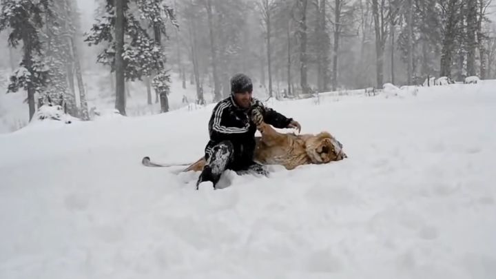 Хозяин играет со своим львом в горах Ингушетии