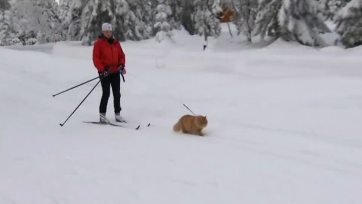 Ну то, что ездовые собаки бывают, это я слышал. А вот чтобы ездовые коты — это перебор!