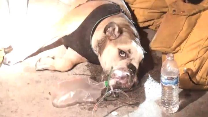 Лос-Анджелесские пожарные спасли собаку из горящего здания и утешили ее 