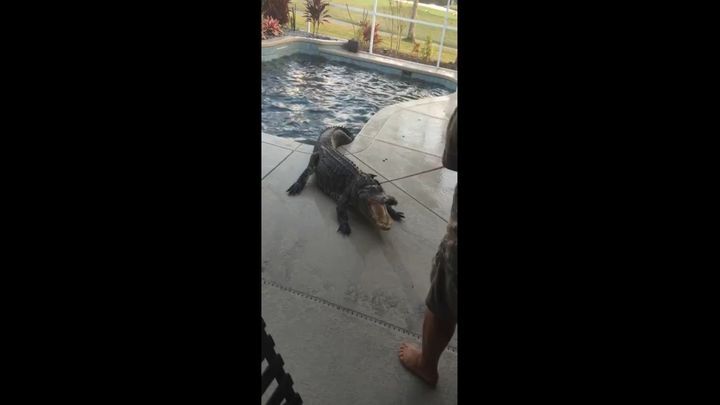 Трехметровый аллигатор залез в бассейн американки