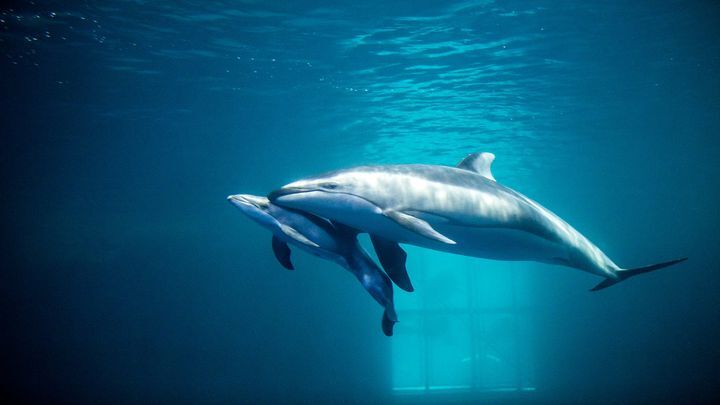 Вот как рождаются дельфины!