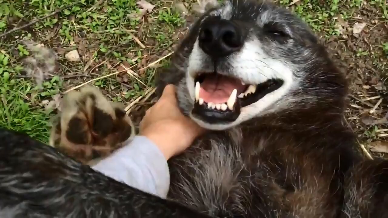 Happy wolf фото