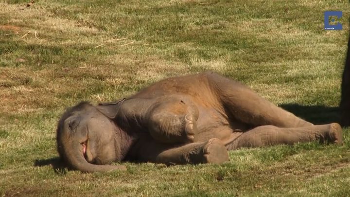 Поспать опять не дают! Слонёнок в зоопарке спал так крепко, что напугал мать-слониху