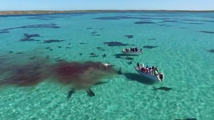В Австралии более 70 акул растерзали тушу кита на глазах у туристов