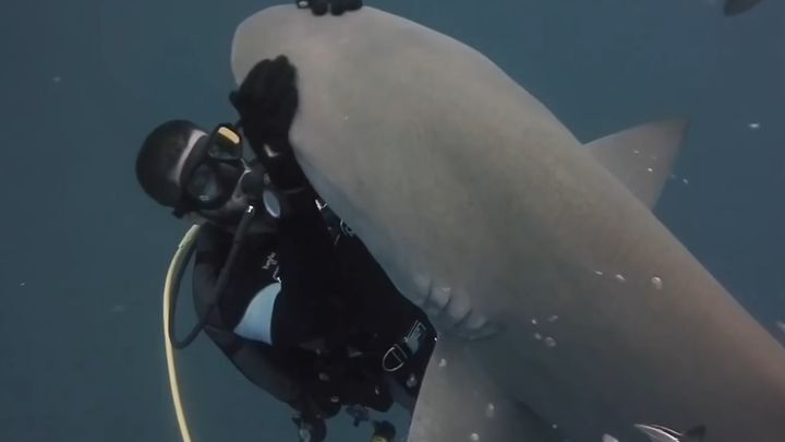Акулы тоже хотят обнимашек! Трогательная дружба акулы и дайвера