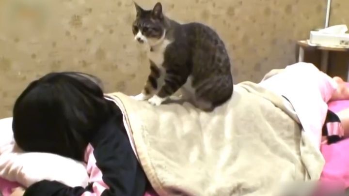 Кот-массажист в японском спа-салоне