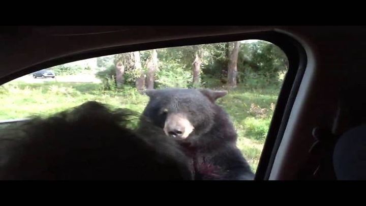 Медведь с легкостью открыл дверцу автомобиля и напугал семью