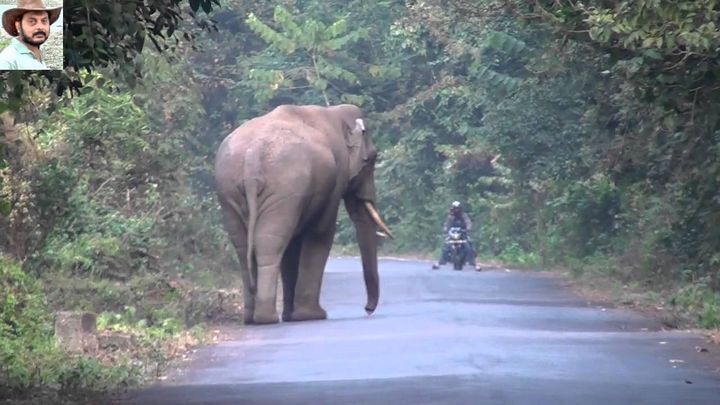 Папа может! Слон расчищает дорогу для своей семьи