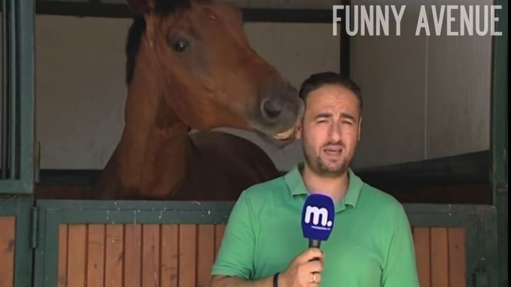 Самый дружелюбный конь не дает журналисту вести репортаж о лошадях