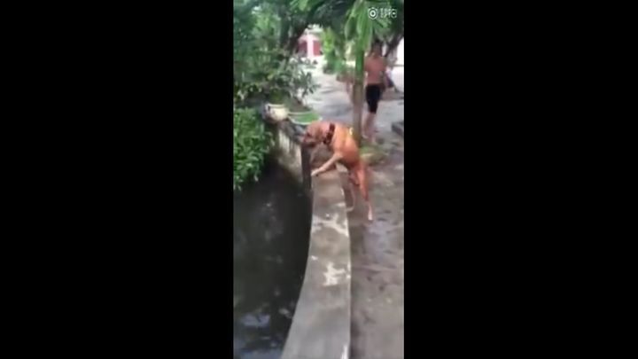 Храбрый пес бросился спасать хозяина из воды