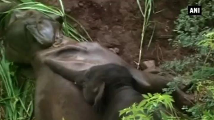 Cлонёнок пытается разбудить погибшую маму