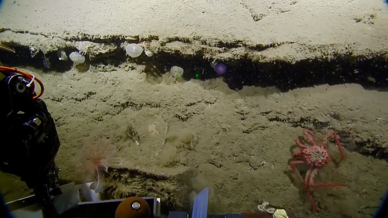Ученые обнаружили на дне океана загадочную фиолетовую сферу