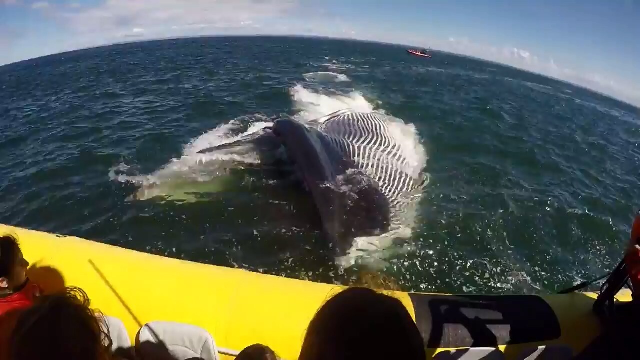 Гигантский кит проплыл прямо под лодкой