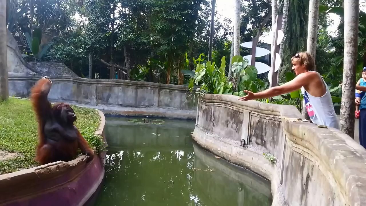 Умная обезьяна делится едой в зоопарке
