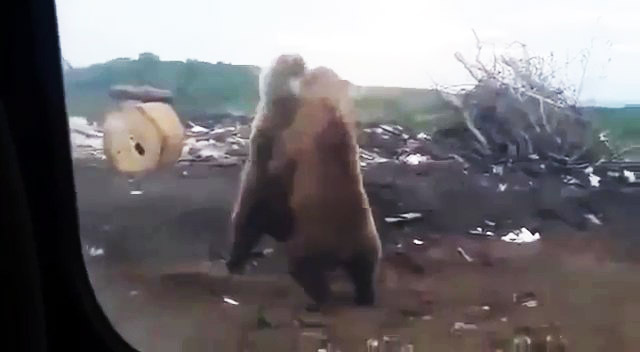 Голодные медведи у дороги на севере Сахалина