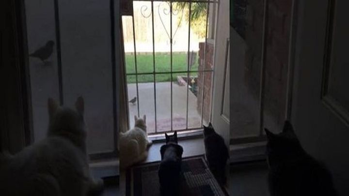 Cобака напугала трёх кошек самым наглым образом 