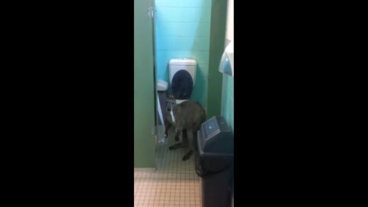 Австралиец снял на видео кенгуру, поедающего туалетную бумагу
