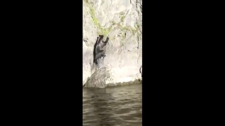 Жить захочешь – не так раскорячишься: медведь-скалолаз в Приамурье