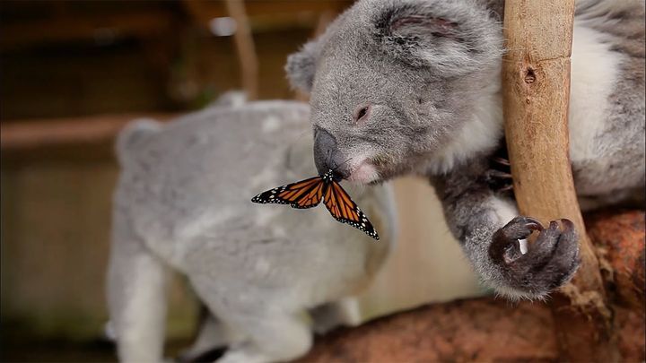 Самое очаровательное видео недели: коала с бабочкой на носу