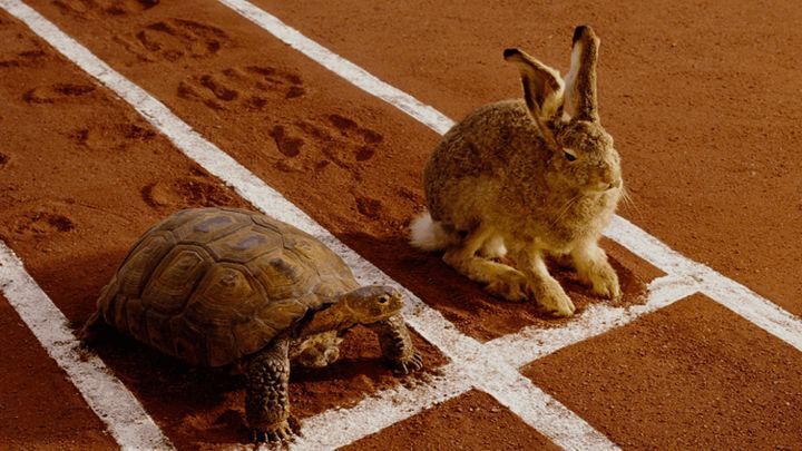 Кто быстрее — кролик или черепаха?