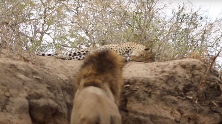 Нападение льва на леопарда сняли на видео