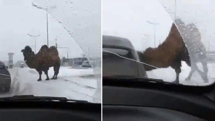 В Кургане произошло ДТП из-за верблюда