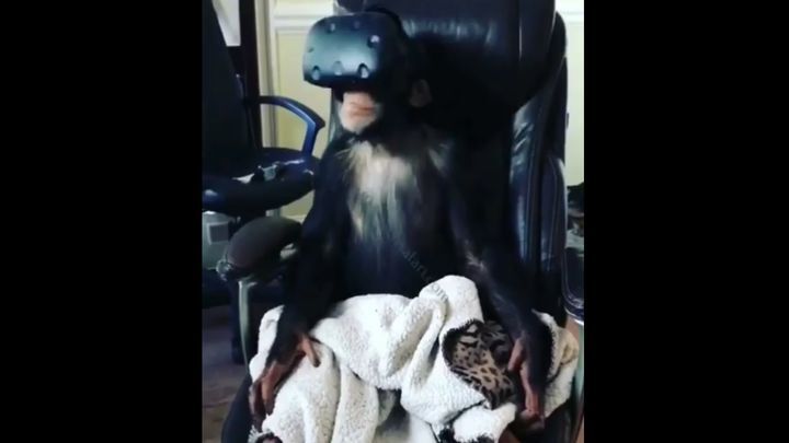 Шимпанзе тестирует шлем виртуальной реальности