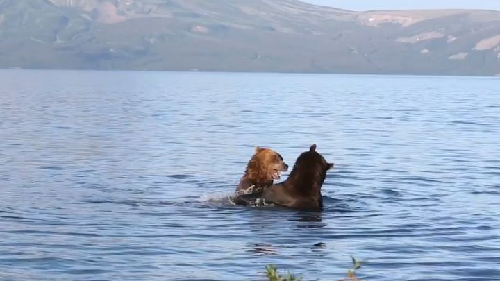 Романтическое свидание медведей на фоне пейзажей Камчатки