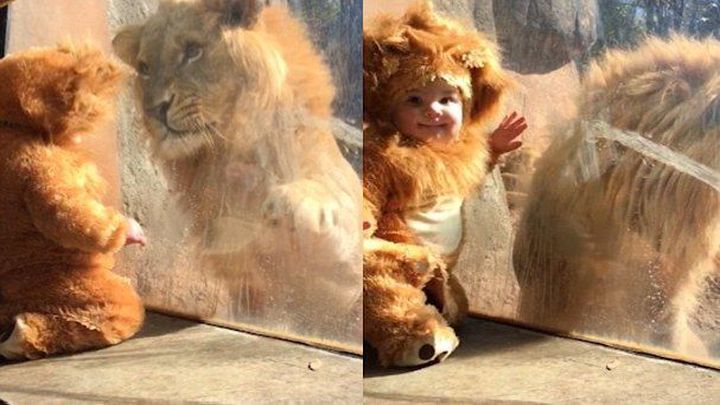 Малыш в костюме львенка сыграл в ладушки с настоящим львом