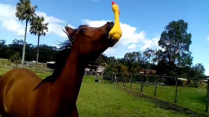 Этот конь и его первое знакомство с резиновой кричащей курицей сделают ваш день!