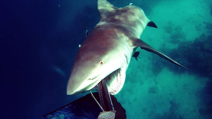 Дайверу удалось отбиться от нападения кровожадной тупорылой акулы 