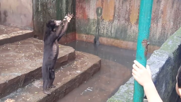 Замученные голодом медведи шокировали посетителей зоопарка