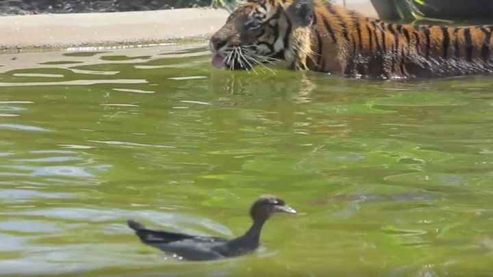 Бесстрашная утка троллит тигра, купающегося в пруду 