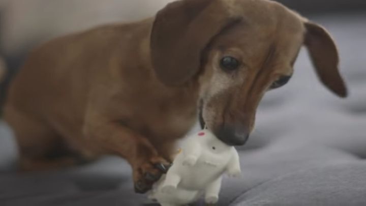 Чувство ностальгии присуще не только людям:  воссоединие собаки со своей любимой игрушкой, потерянной пять лет назад