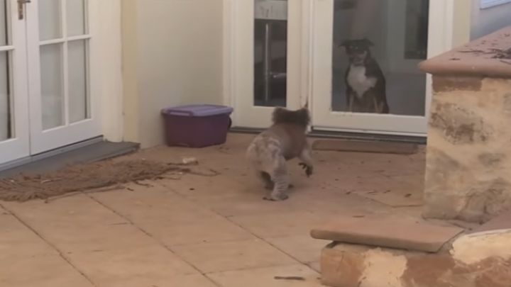 Обычный день в Австралии: коала пришла подружиться с собакой