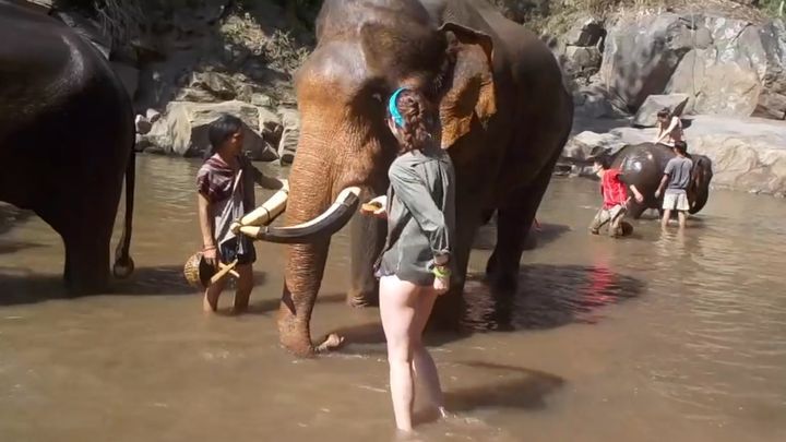 Слон едва не убил назойливую  туристку в Таиланде