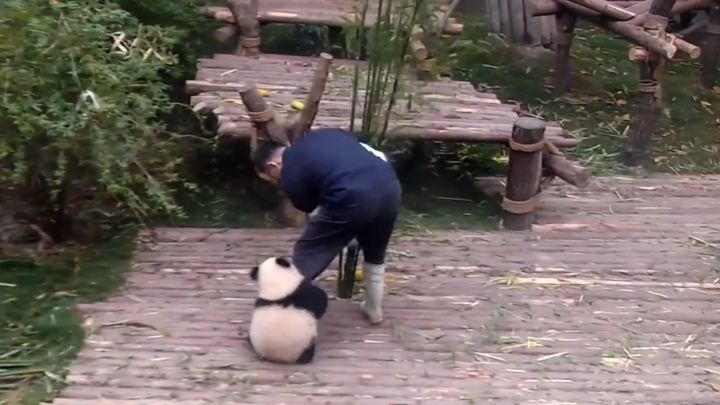 Панда, которая обожает обнимашки мешает работнику центра разведения панд убираться в вольере