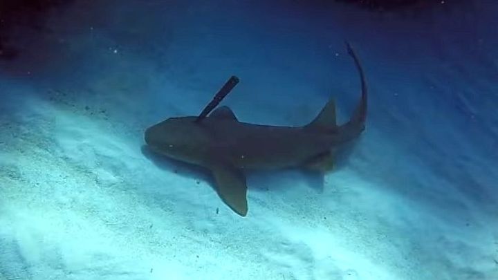 Инструктор по дайвингу спас акулу,  вытащив у нее из головы 30-сантиметровый нож