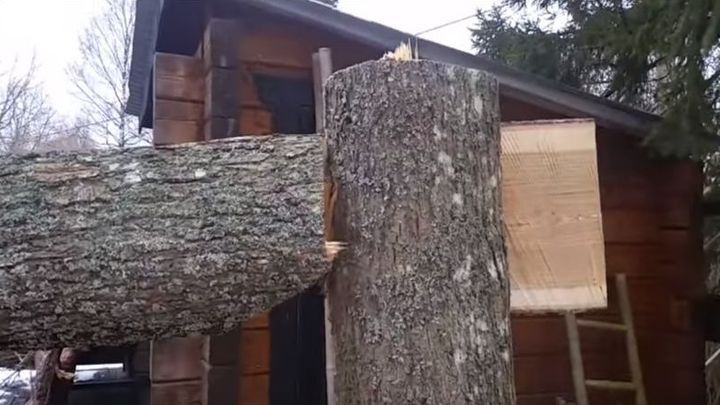 Как заставить спиленное дерево упасть в нужном направлении