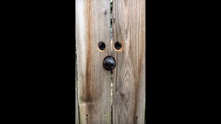 Благодаря простой идее, жительница Калифорнии осуществила мечту собаки видеть всё, что происходит за соседским забором