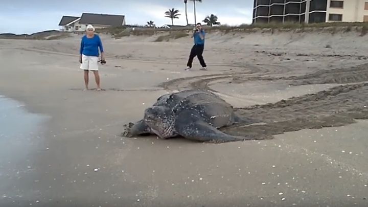 Долгий путь домой: огромная кожистая черепаха ползет к океану 