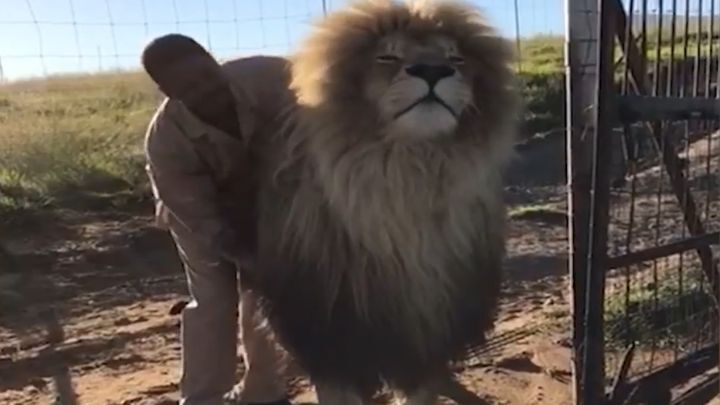 Сотрудник заповедника делает массаж льву 