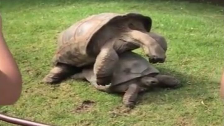 Cтоны похотливых черепах во время секса смутили посетители зоопарка