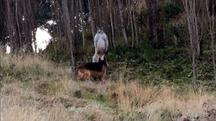 В Австралии кенгуру вступил в схватку с немецкой овчаркой