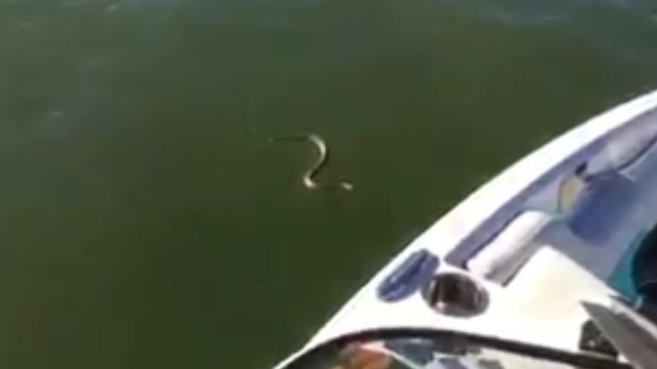 Гремучая змея с невероятным упорством пыталась забраться на катер к отдыхающим