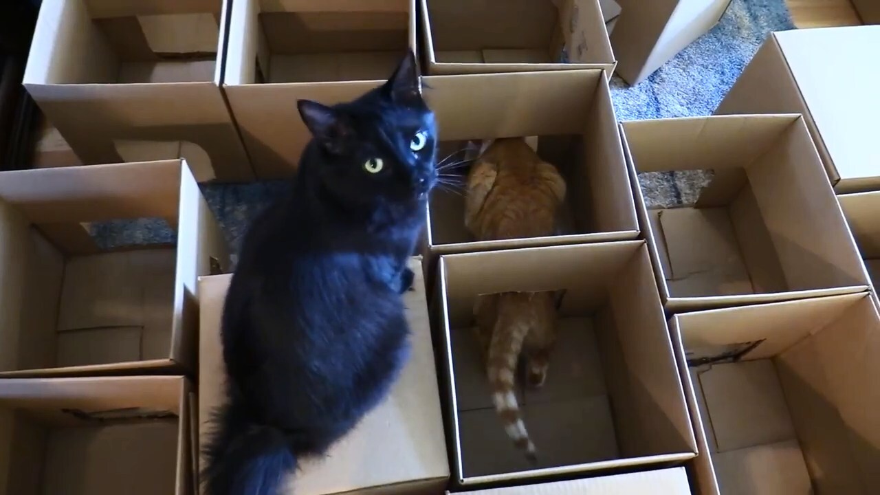 Лабиринт для котов из 50 коробок
