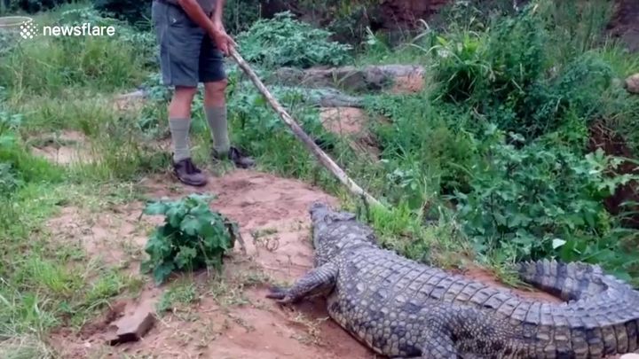 Самка крокодила атаковала владельца крокодиловой ферме